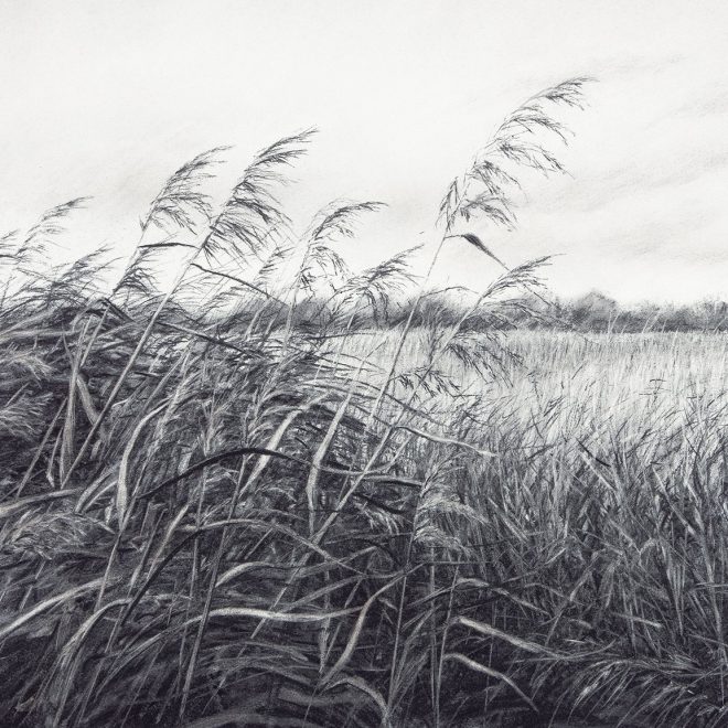 Wicken Grasses Gill Taylor