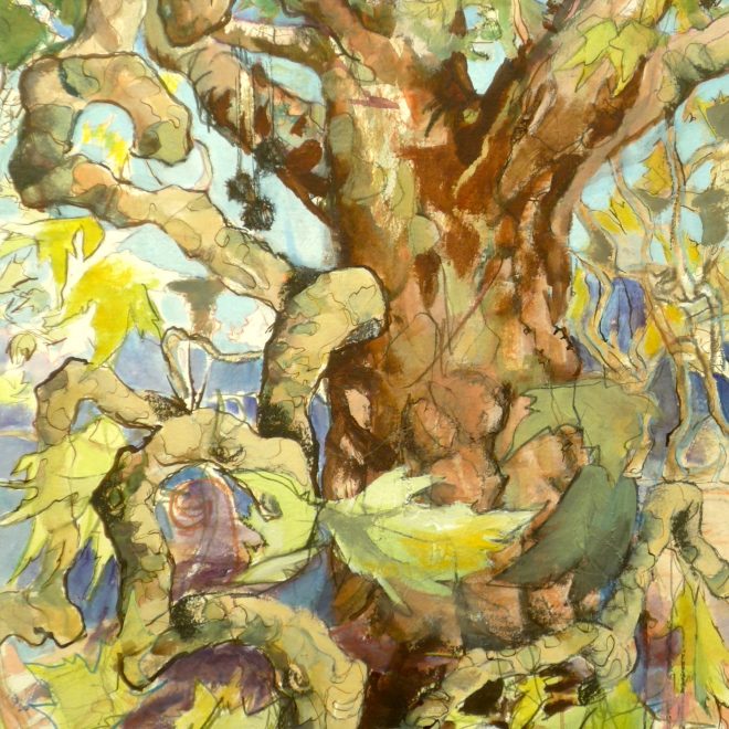 Oriental Plane (Cathy Parker)